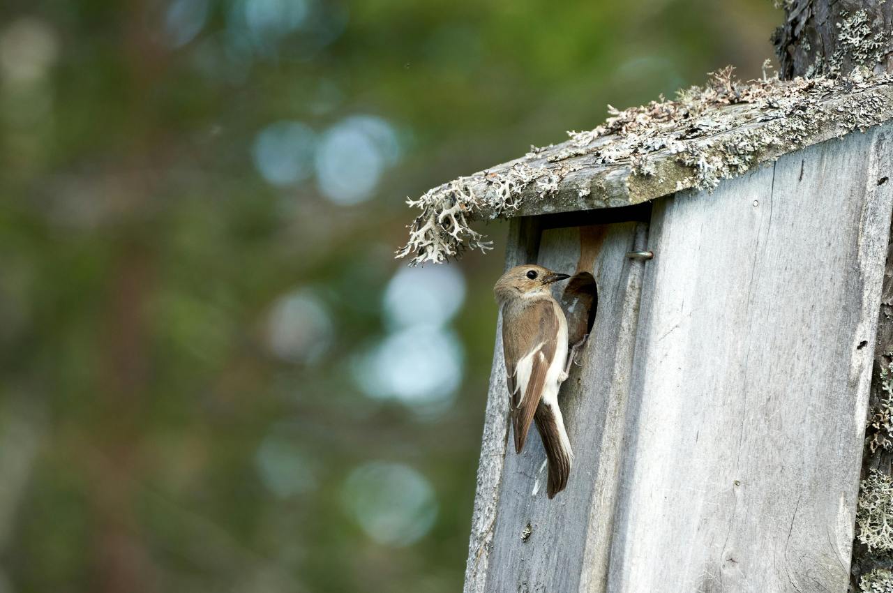 How Do Birds Claim A Nesting Box